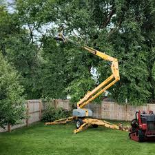 Reliable Prestonsburg, KY Tree Care Solutions
