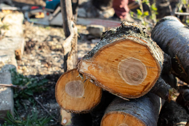 How Our Tree Care Process Works  in  Prestonsburg, KY